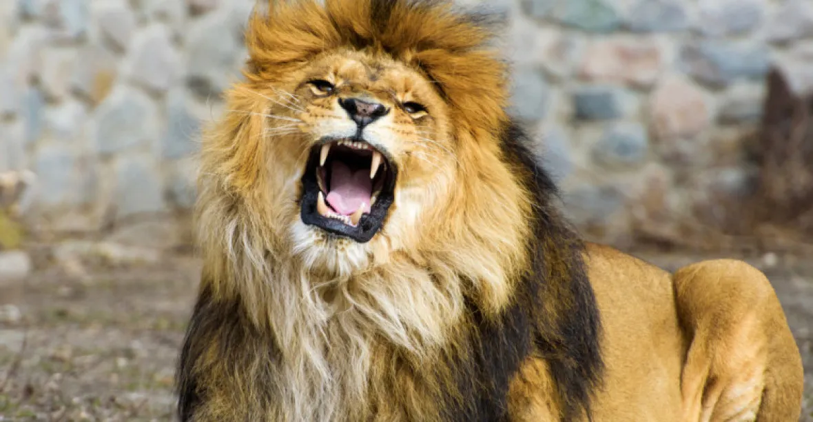 Stát selhal, hodnotí zástupce ombudsmanky případ ze Vsetína, kde lev zabil chovatele