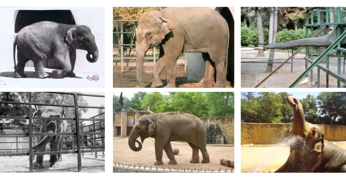 Španělé utratili nejsmutnější slonici na světě. Žila 43 let o samotě
