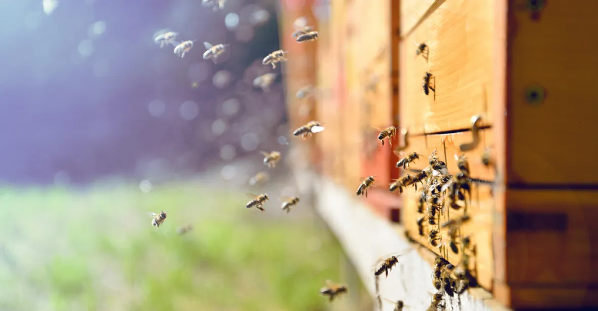 Na jihu Čech hromadně uhynuly včely. Medu bude málo a může podražit