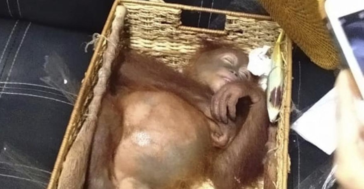 Na Bali zatkli ruského turistu. V zavazadle pašoval zdrogovaného orangutana