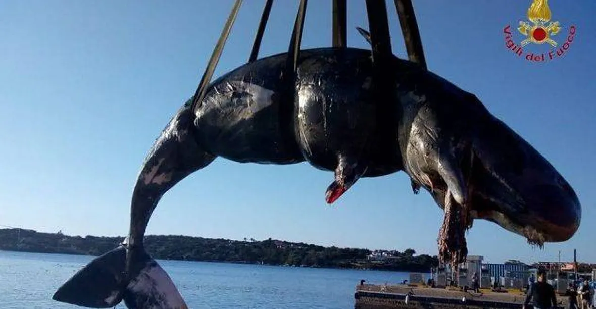 VIDEO: V Itálii uhynula březí velryba. V jejím žaludku se našlo 20 kg plastů