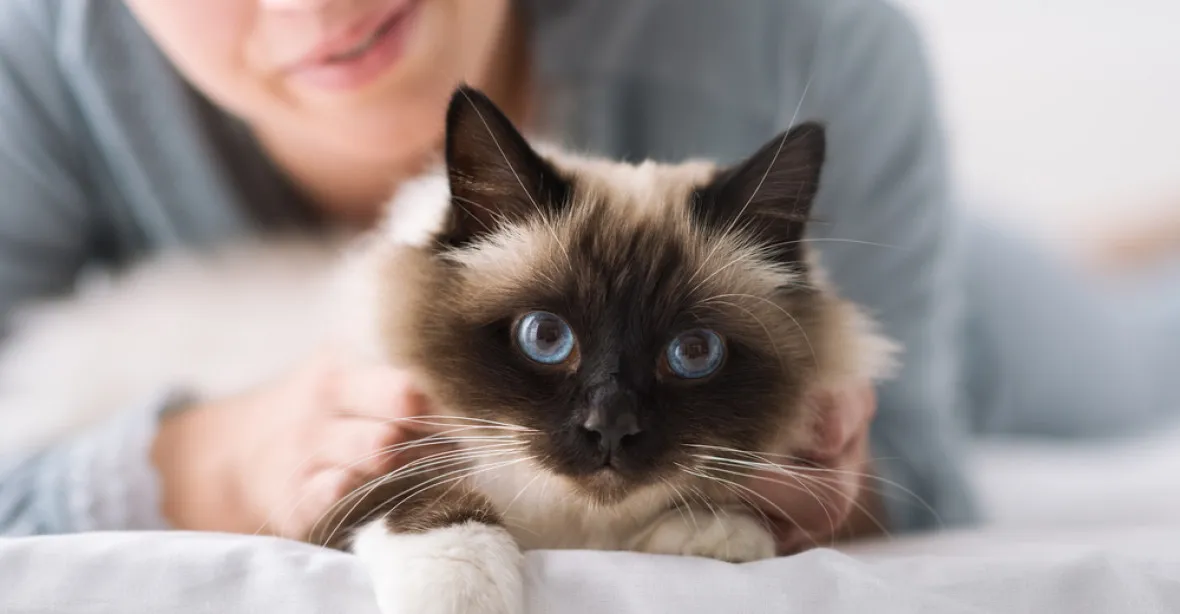 Kočky reagují na své jméno, vyzkoumali Japonci. Kočkomilové to ví i bez nich