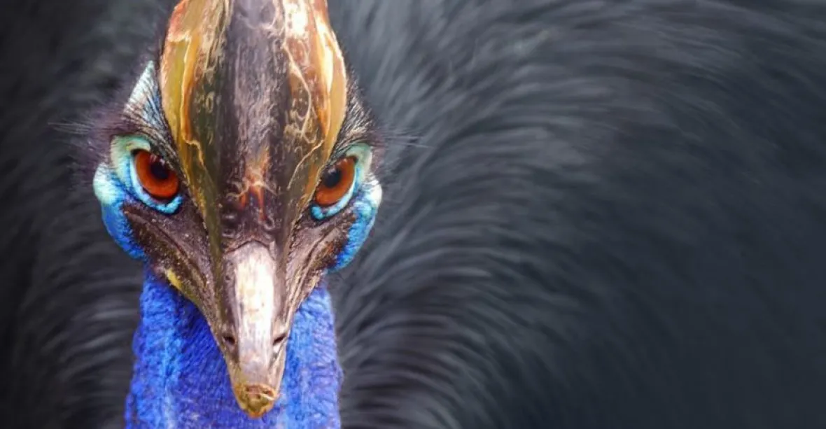 Smrtící drápy. Chovatele na Floridě zabil nelétavý pták kasuár