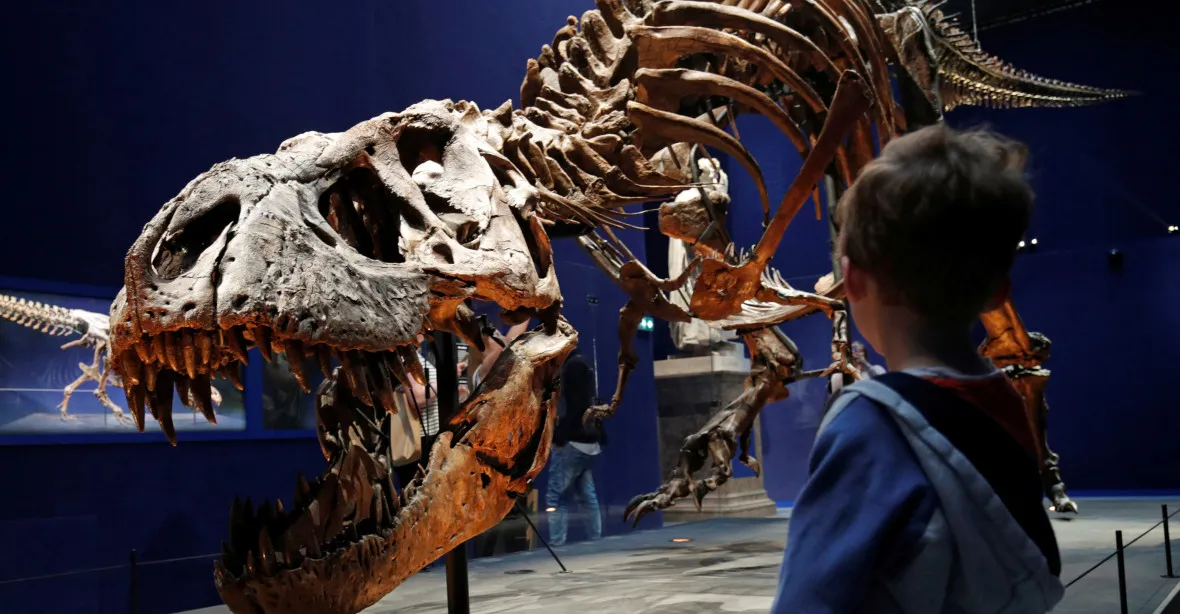 Unikátní kostra mláděte Tyrannosaura rexe se draží na internetu. Vědci protestují