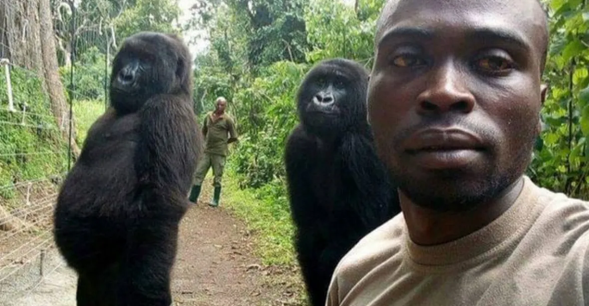 FOTO: Gorily nezvykle zapózovaly na selfie se svými zachránci