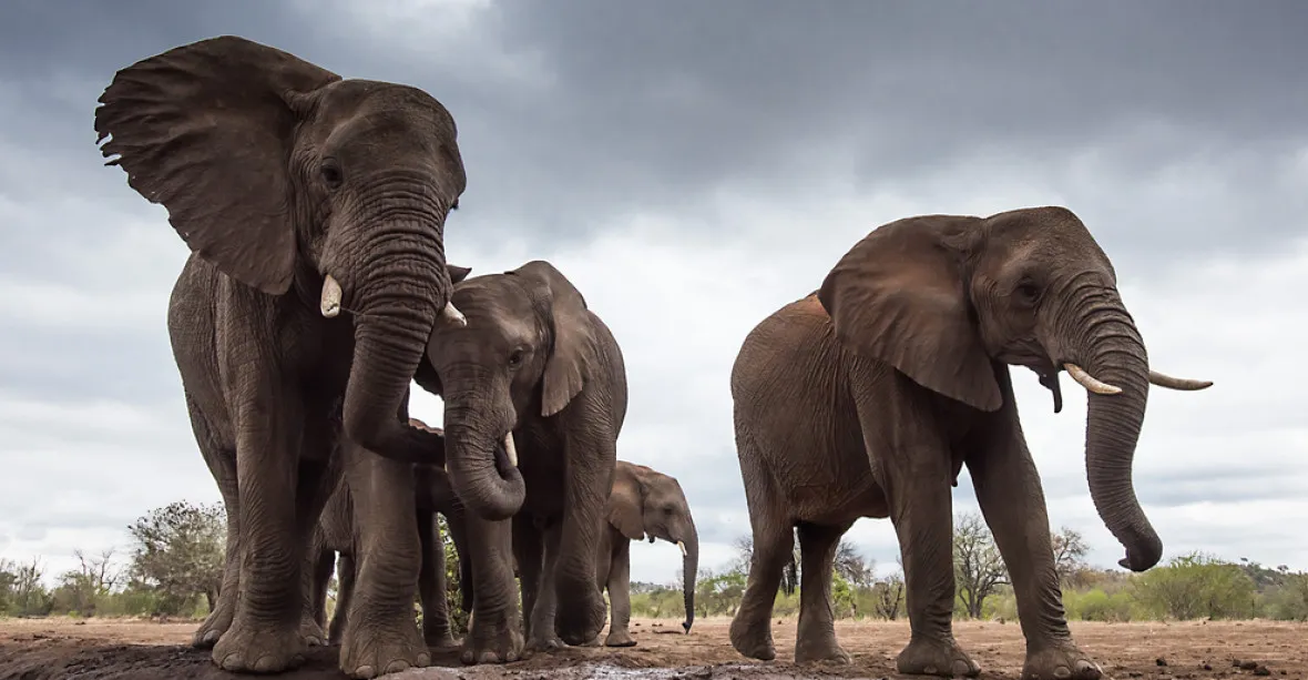 Slonů je v Zimbabwe přebytek. Protože je nelze zabít, prodali jich téměř stovku Číně a Dubaji