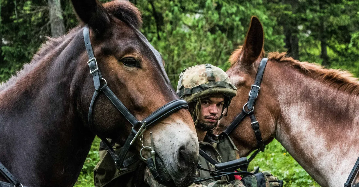 OBRAZEM: Německá armáda stále využívá sil koní a mul. Mají stejné úkoly jako v časech wehrmachtu