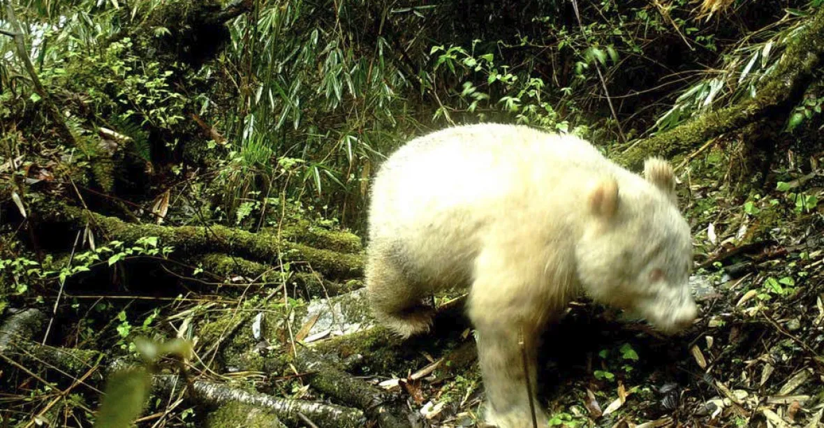 Kamery poprvé v historii zachytily pandu albína