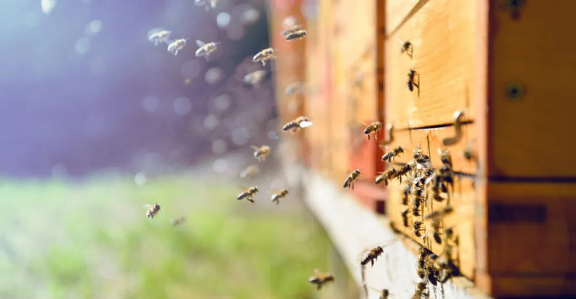 Mají včely rády řepku? Chemický postřik má na svědomí smrt tisíců včel