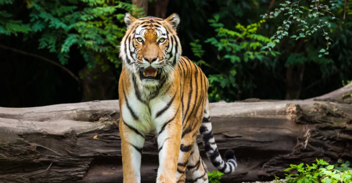 Jednoho z nejzkušenějších krotitelů napadli tygři. Zraněním podlehl