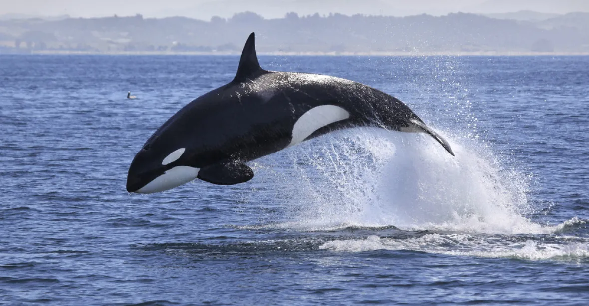 Z kontroverzního „velrybího vězení“ v Rusku byly odvezeny tři kosatky