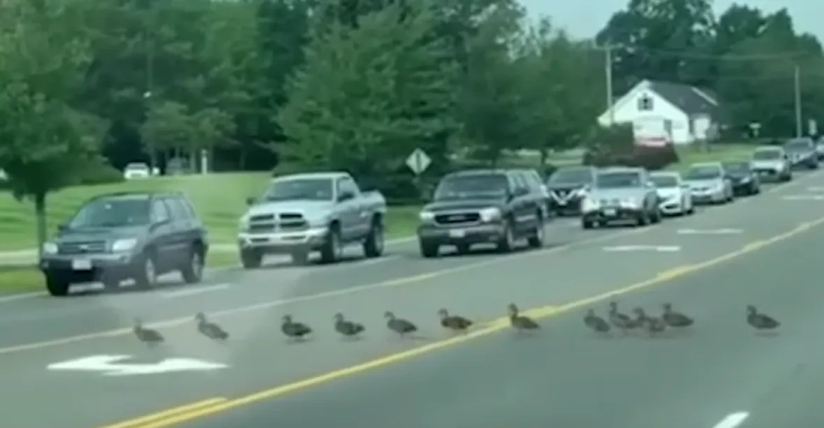 Video z klidného světa: kachna převedla 45 káčat přes rušnou silnici