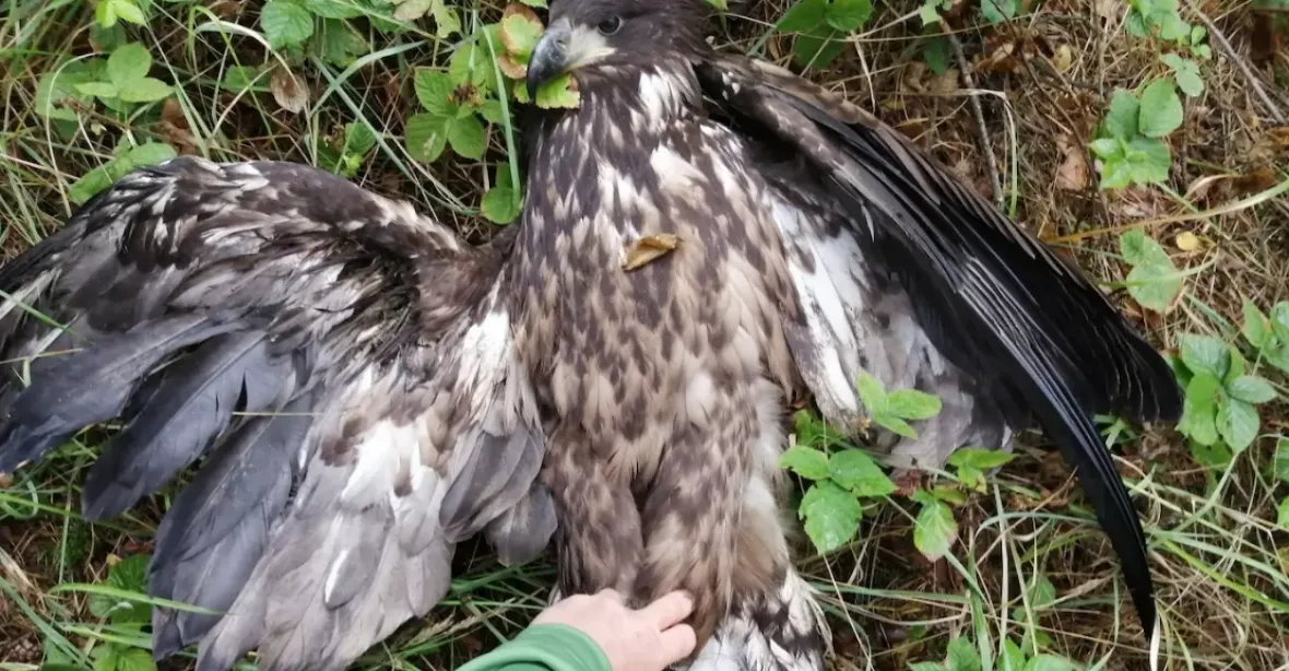 Češi zabíjejí orly mořské. Poslední postřelený dravec trpěl několik dní