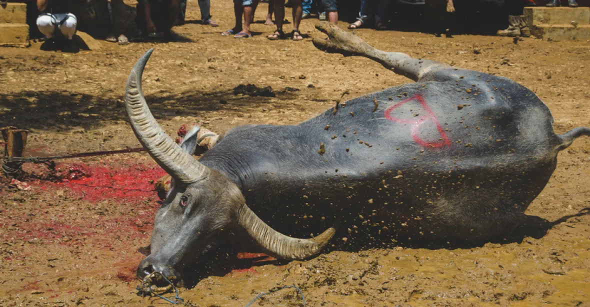 Islámský svátek se zvrtnul. Kráva určená k rituálnímu podřezání usmrtila muslimského duchovního