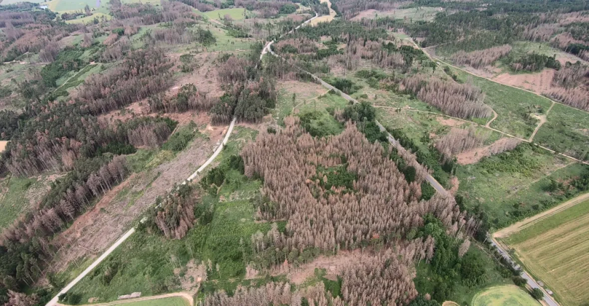 Lesům ČR v pololetí kvůli kůrovci klesl zisk o 90 procent na 169 milionů