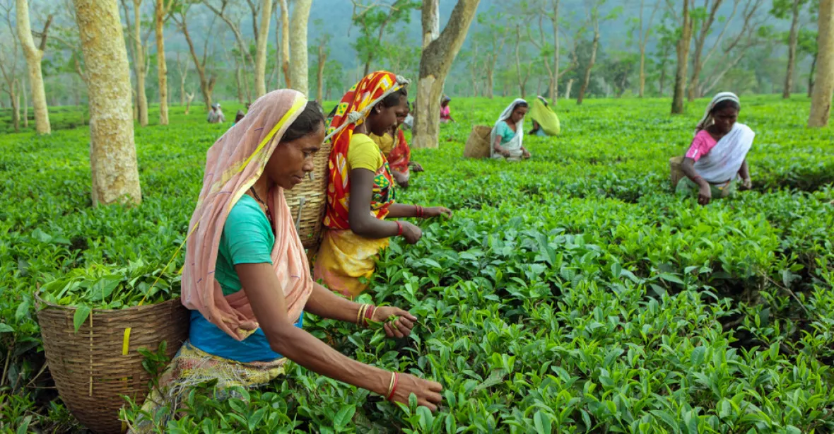 Jak řetěžce obchodují s indickým čajem. Z balení za 2,80 eur dostane rolník jen žebrácké 4 centy