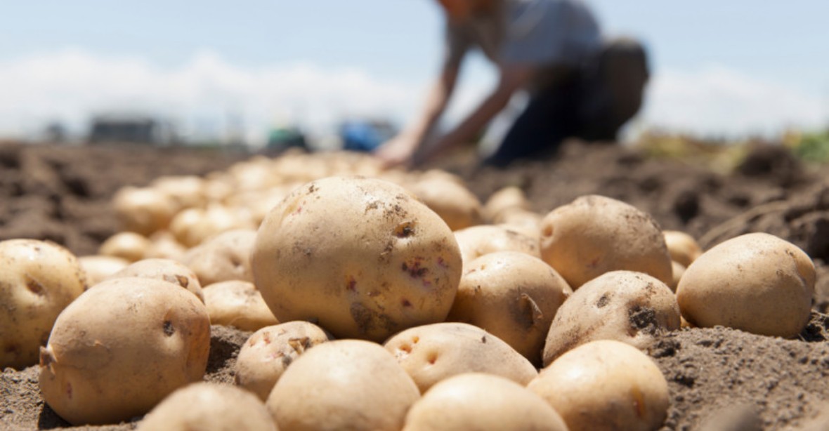 Konec bramborové krize? Ceny mohou být příští rok znovu vysoké