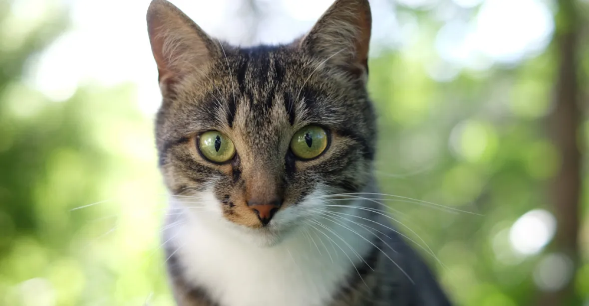 Evropská komise odmítla, že chce nařizovat venčení koček na vodítku