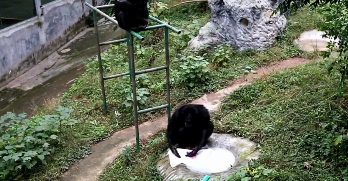 Šimpanz v Číně se naučil vyprat tričko. Odkoukal to od chovatelky