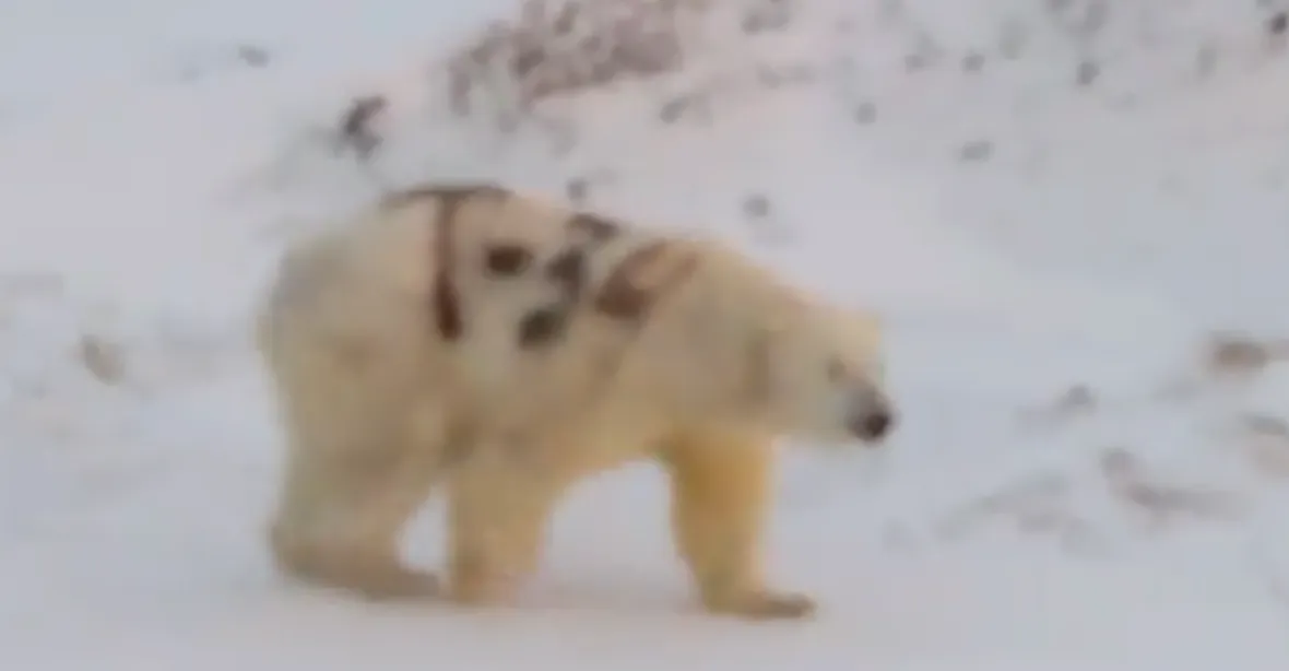 VIDEO: Na Sibiři natočili medvěda s nápisem „T-34“ na boku