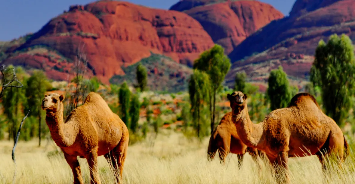 Austrálie kvůli suchu zastřelí 10 000 žíznivých velbloudů