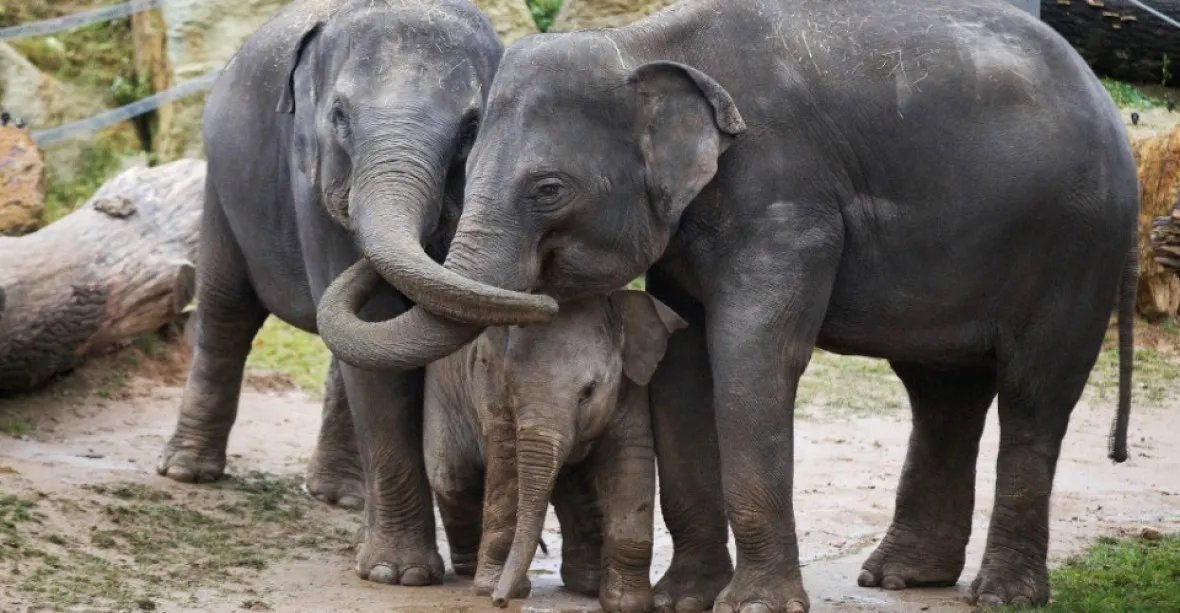 Pražská ZOO čeká přírůstek. Dvě slonice porodí v březnu