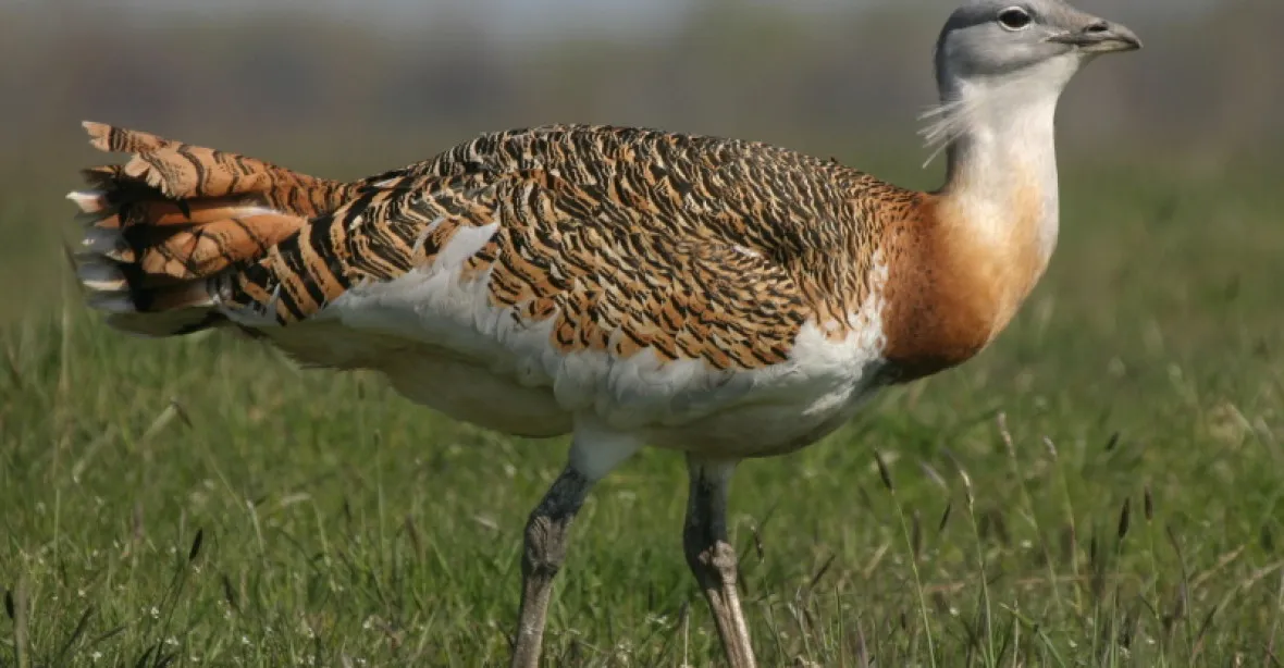Na Hané se objevil drop velký, jeden z nejtěžších ptáků světa