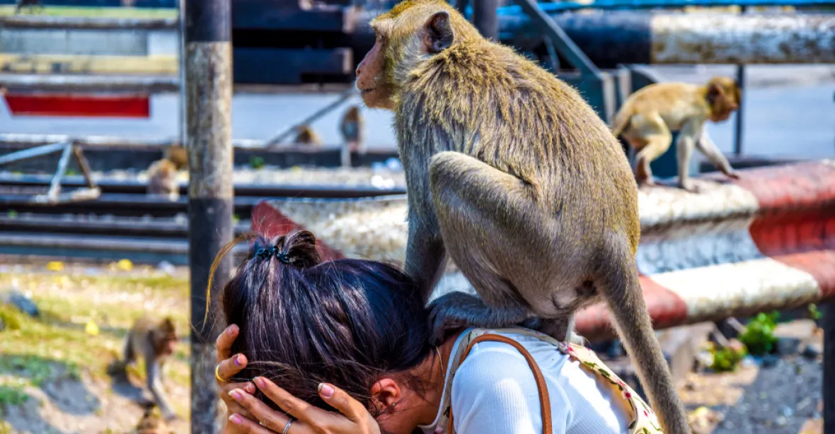 Indie se připravuje na Trumpovu návštěvu. Před dotěrnými makaky ho ochrání policisté s praky