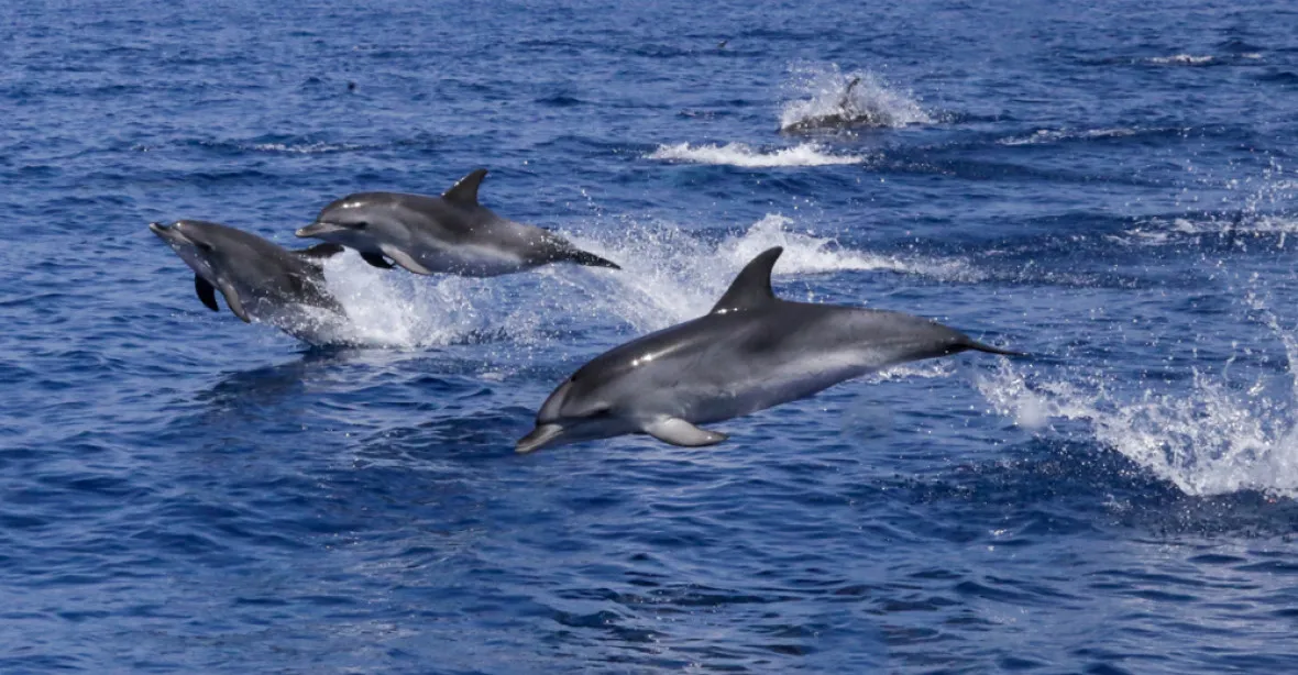 Na francouzském pobřeží našli už téměř 700 mrtvých delfínů