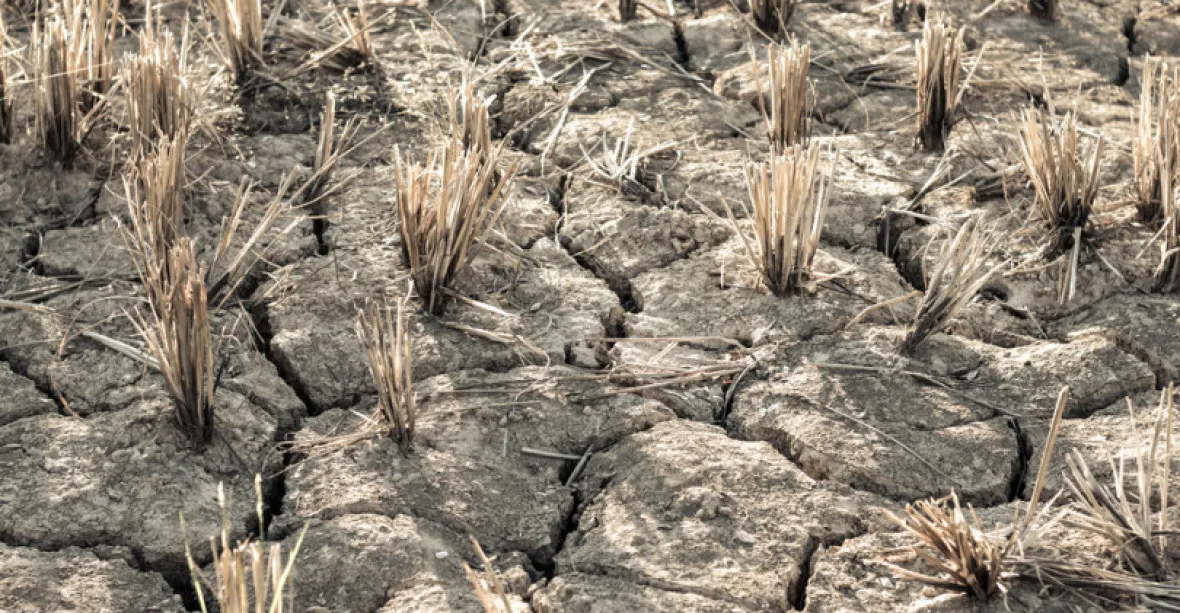 Dubnové sucho je horší než v předchozích dvou letech. Hrozí usychání stromů