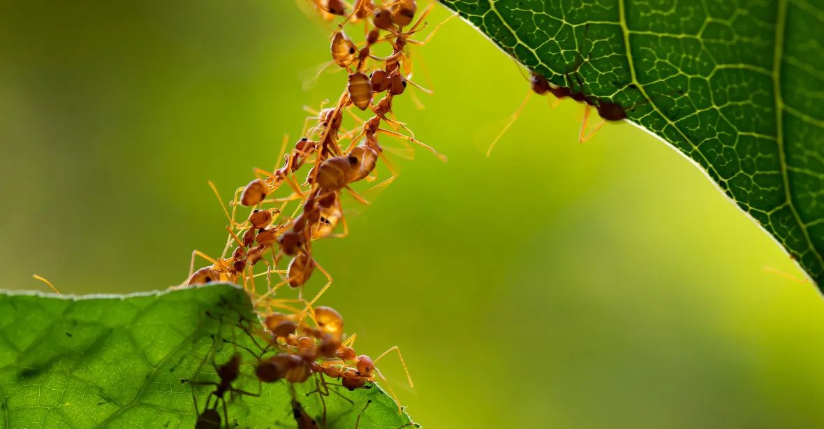 Nový způsob úniku od koronaviru: lidé na internetu předstírají, že jsou mravenci