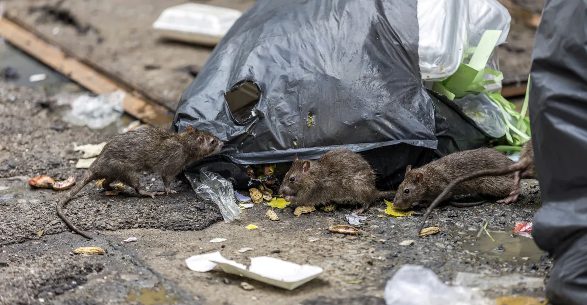 Spojené státy děsí krysy. Kvůli pandemii jsou agresivnější než dřív, ohrožují i lidi