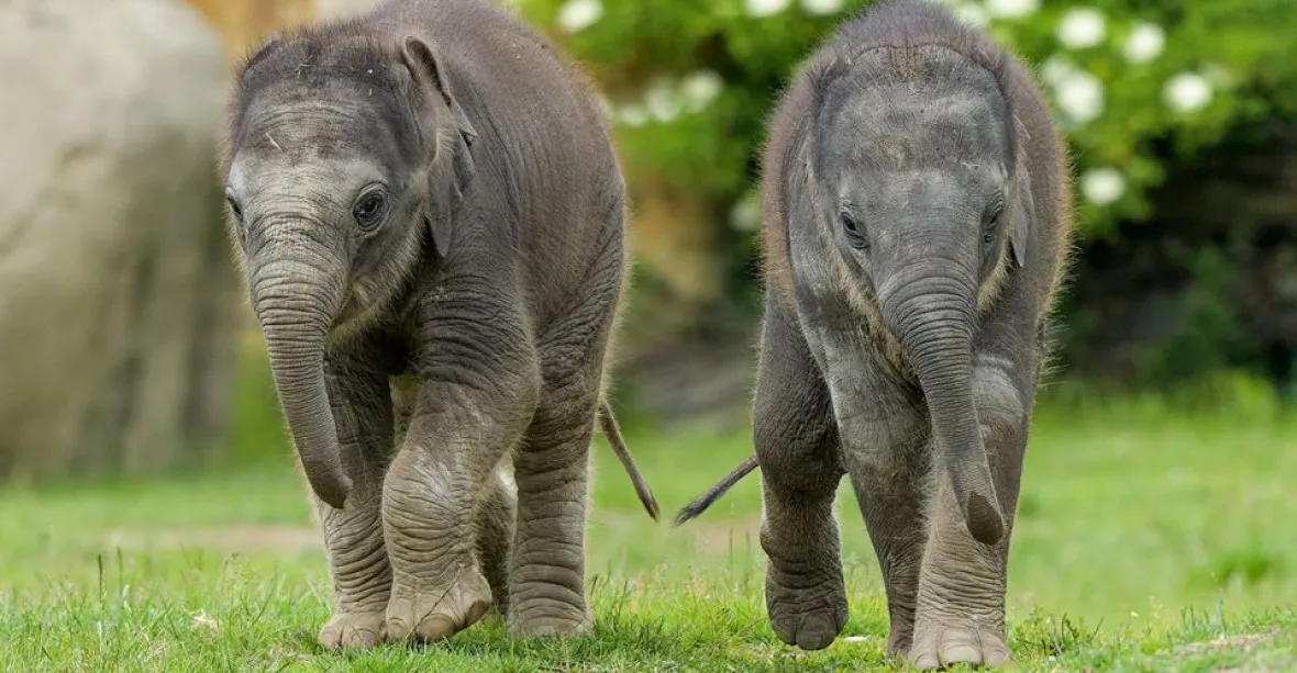 V pražské zoo proběhl křest sloních mláďat. Jména vybrali chovatelé