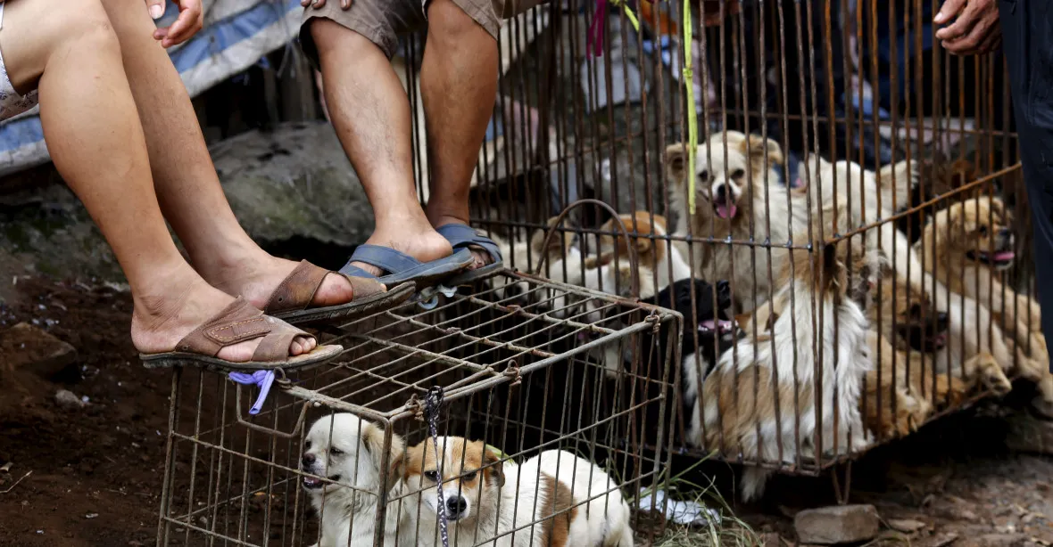 V Číně začal nechvalně proslulý festival psího masa. Letos možná naposledy