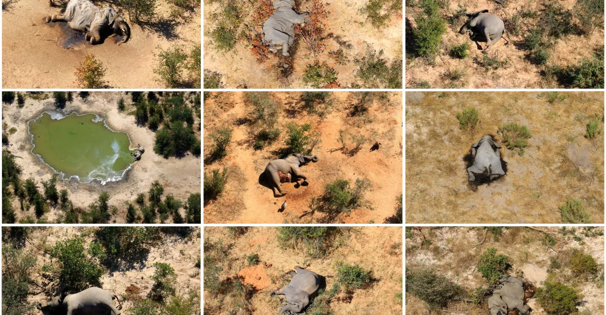Záhadná smrt 275 slonů. Nikdo neví, proč náhle umírají