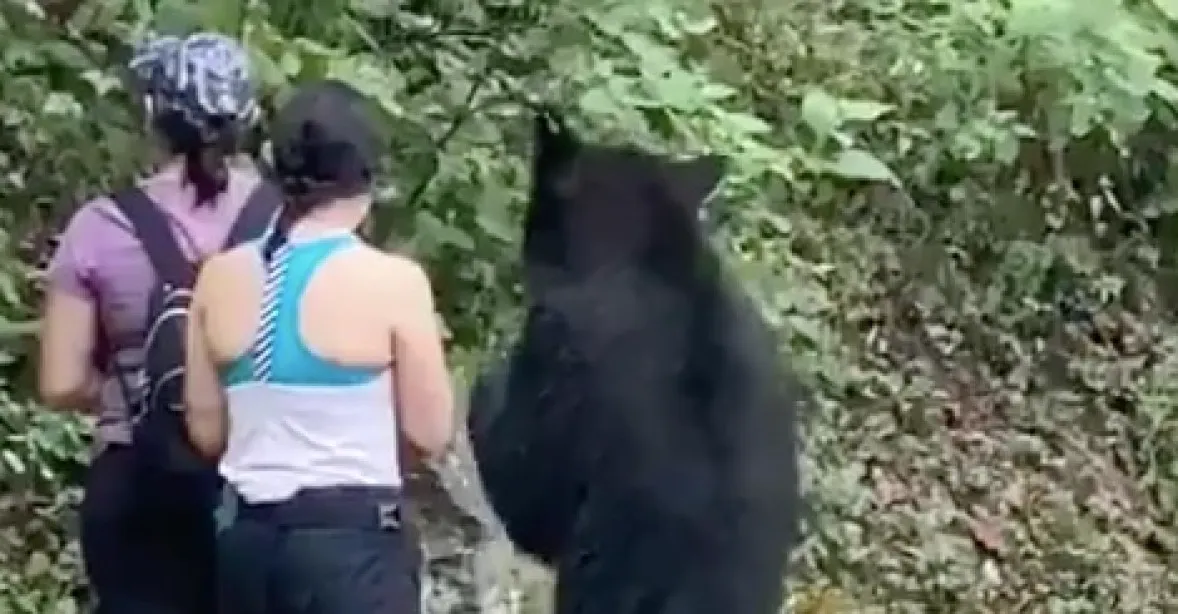 VIDEO: Ženu v lese překvapil medvěd. Udělala si s ním selfie