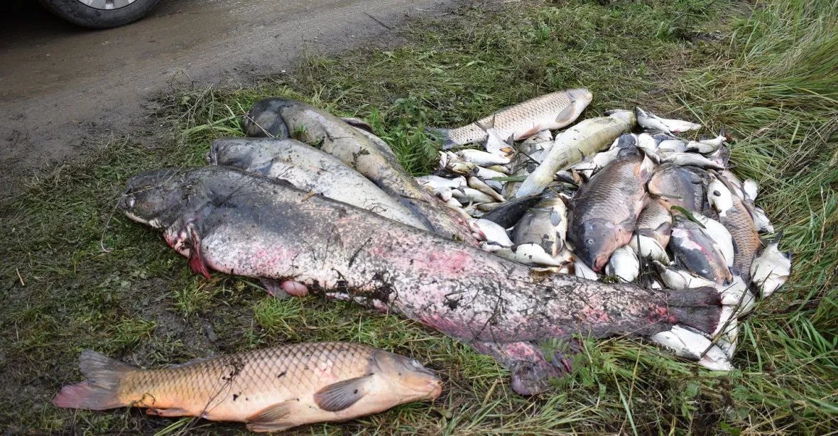 Další stovky kil mrtvých ryb. V nádrži na Mostecku se asi propadlo dno