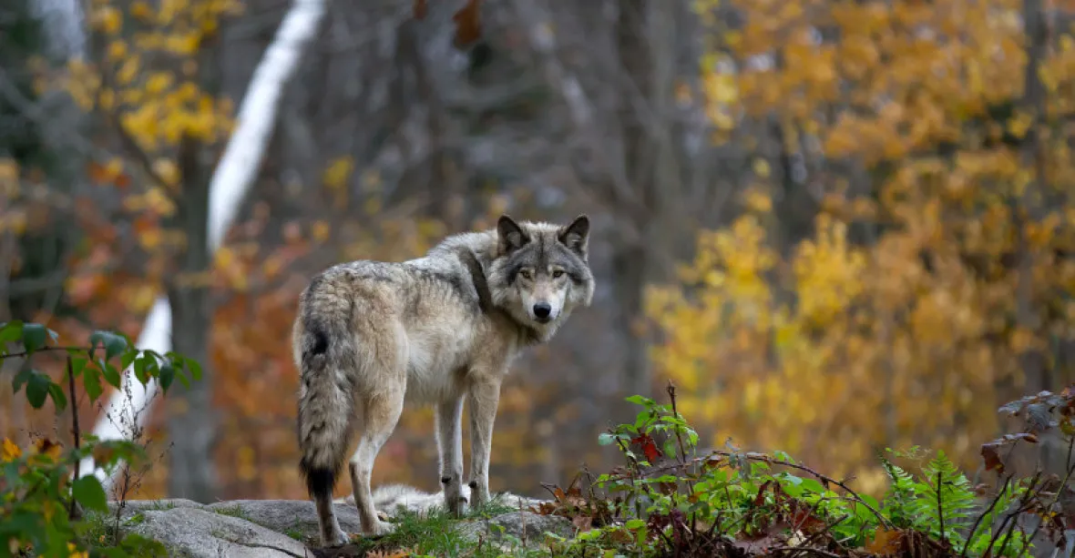 Teplice nad Metují terorizuje smečka vlků. 11 predátorů zaútočilo v noci, nepomohly ani světlice
