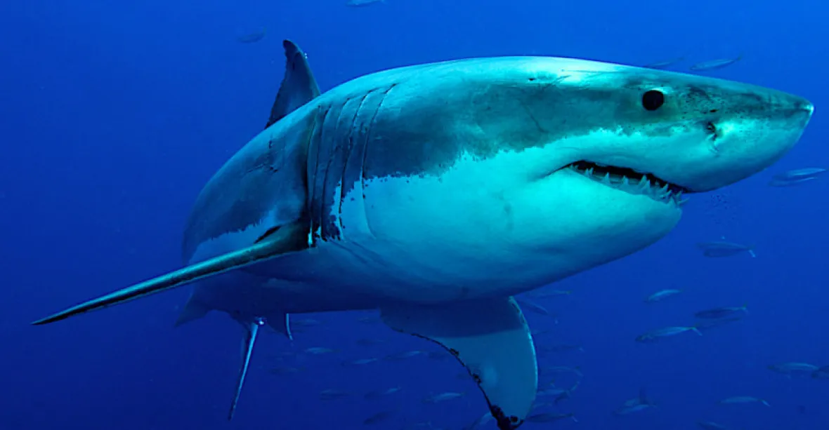 Australská záhada. Žraloci letos zabili nejvíce lidí od roku 1934