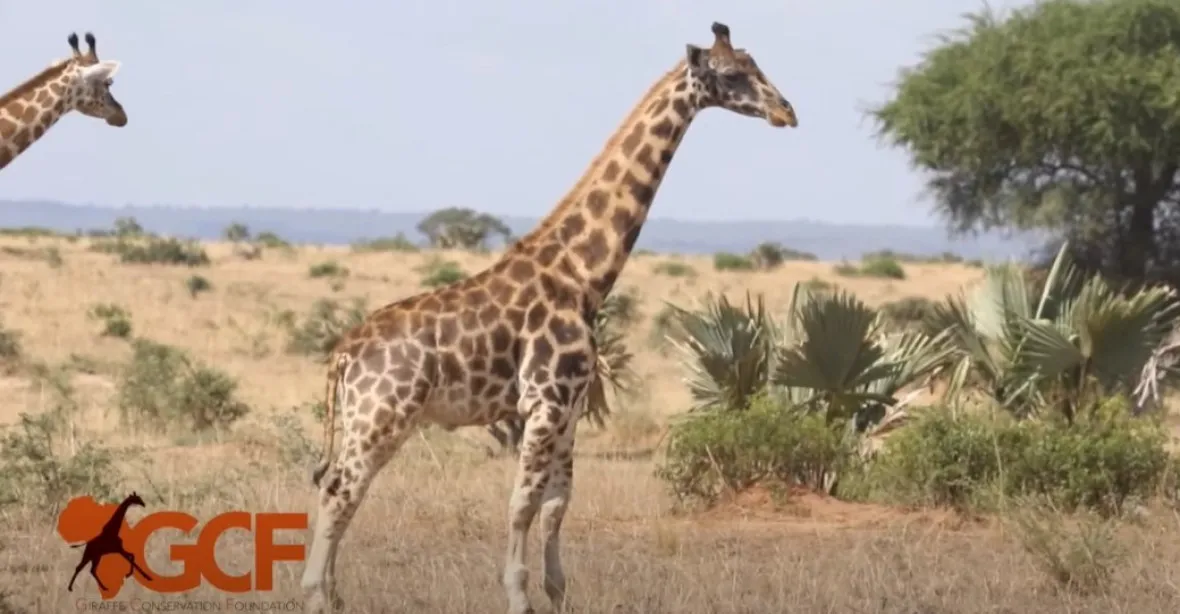 Vědce zaskočil objev trpasličích žiraf, mnoho lidí si myslelo, že jde o fotomontáž