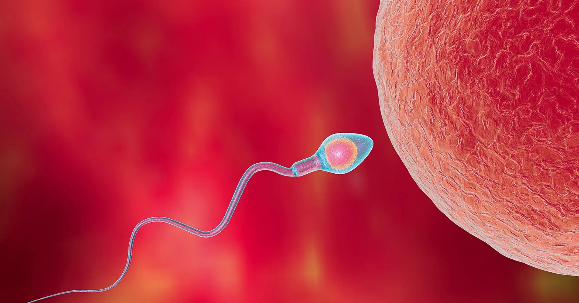 Как происходит оплодотворение ребенка. Оплодотворение яйцеклетки. Оплодотворение яйцеклетки спермием. Оплодотворение яйцеклетки проникновение сперматозоида. Сперматозоид и яйцеклетка.