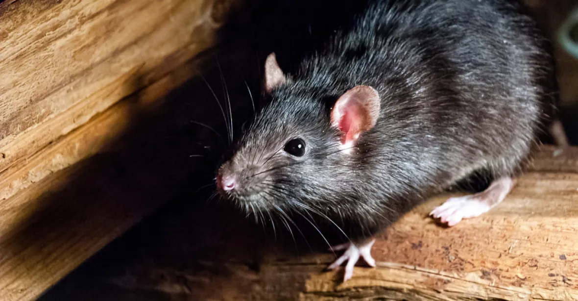 Do důchodu jde krysa, která vyčenichala desítky min