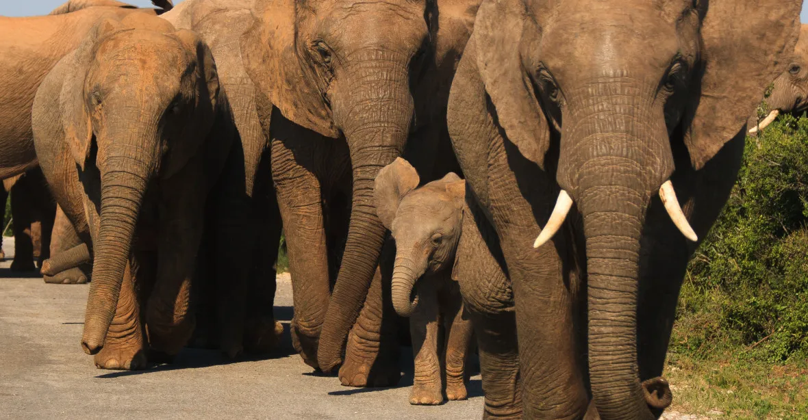 Sloní stádo se vydalo na 500kilometrový pochod. Na internetu ho sleduje celý svět