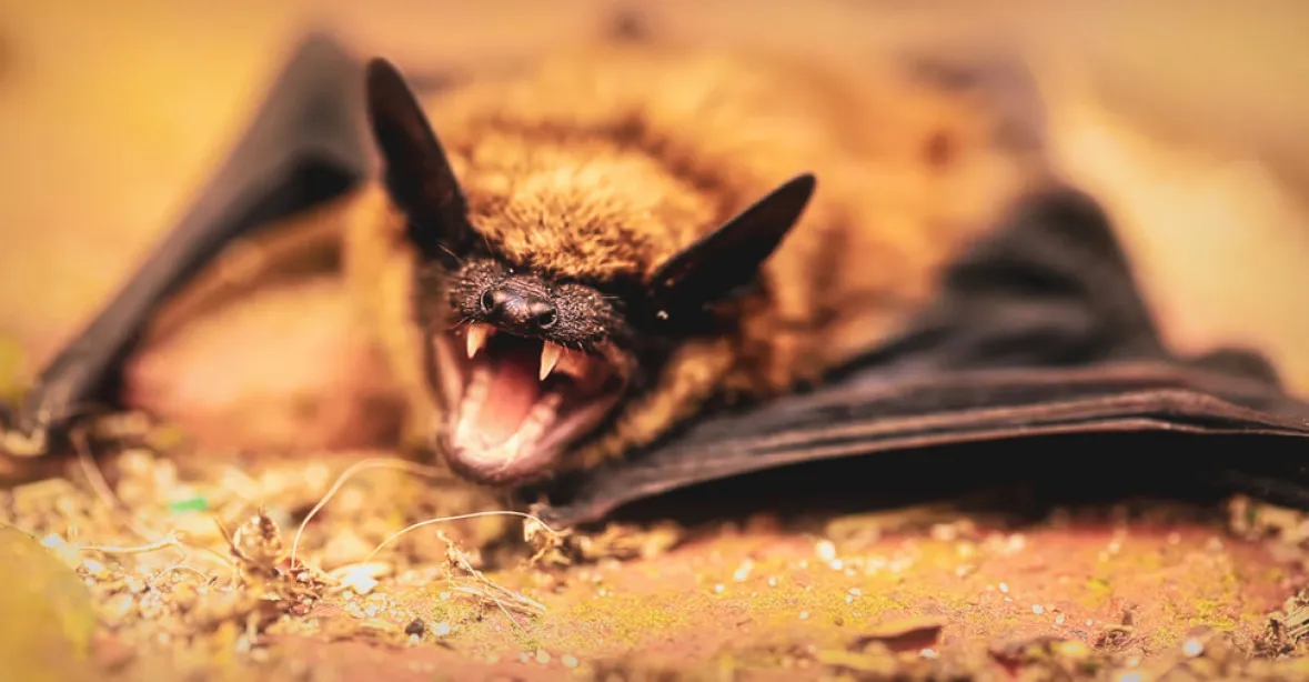 VIDEO: V laboratoři ve Wu-chanu skutečně chovali v klecích netopýry, potvrzují záběry