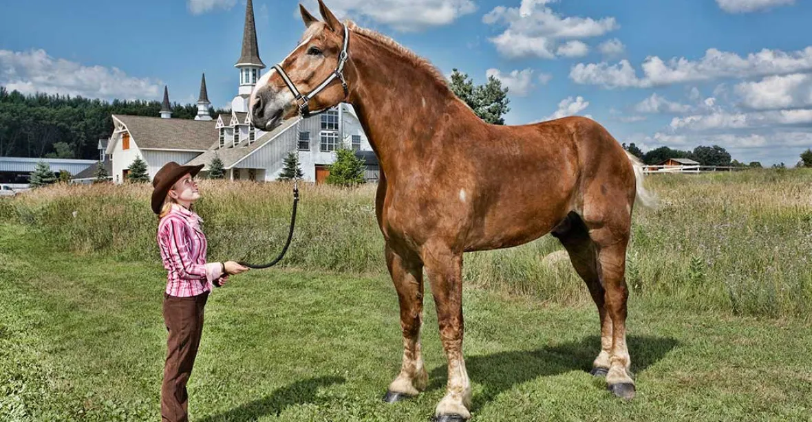 V Americe uhynul nejvyšší kůň světa Big Jake, v kohoutku měřil přes dva metry