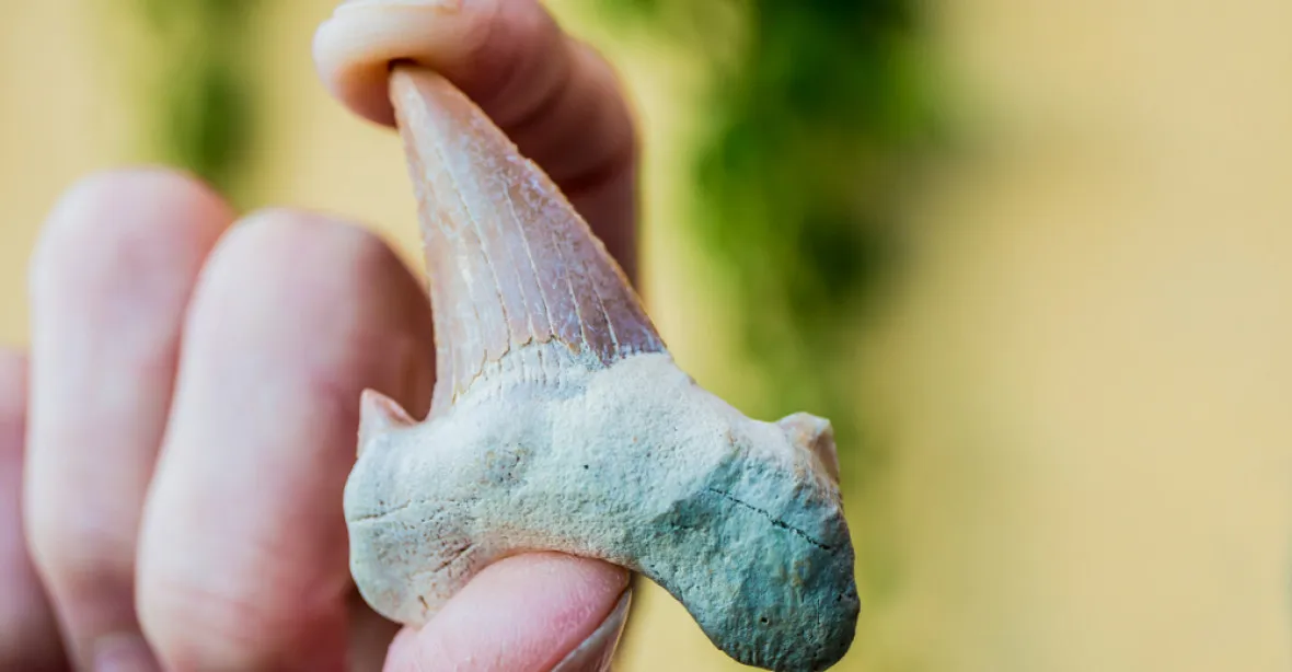 Záhadný nález v Jeruzalémě: žraločí zuby z doby dinosaurů