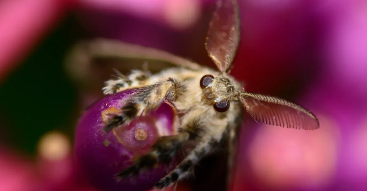 „Cikánská můra“ už nebude. Vědci upustí od „nevhodných a urážlivých“ názvů hmyzu