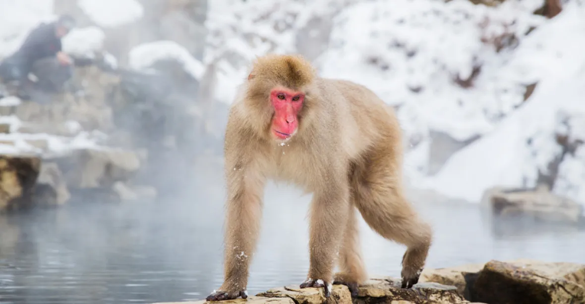 Nevídané: samice přeprala alfasamce a poprvé v historii vede tlupu 700 makaků