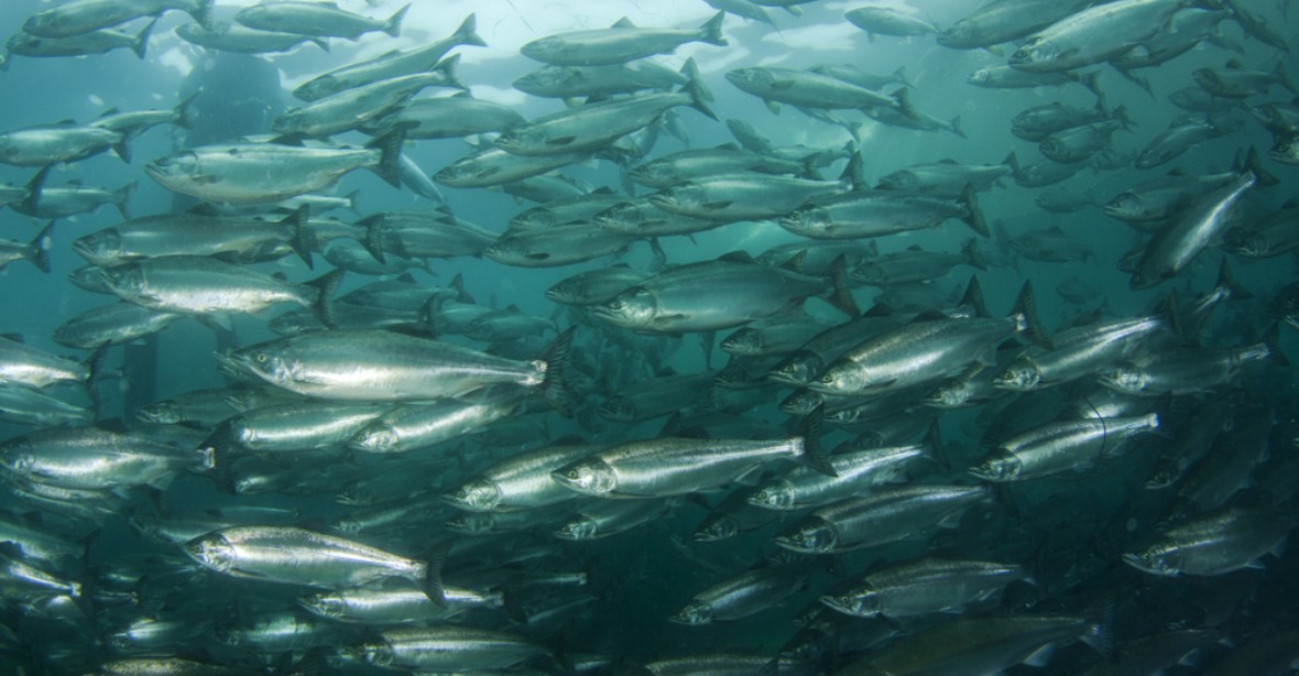 Chlor zabil na lososové farmě 96 tisíc ryb. Kontaminovaná voda unikla do oceánu