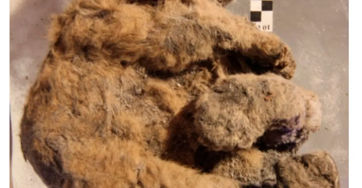 Na Sibiři našli lvíče z pravěku. Má zachovalé orgány i srst